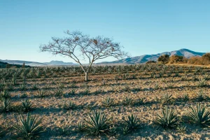 Cultural Shock And Adapting To New Environments