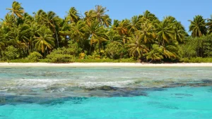 Beach Clear Water Palm Trees Coral Reef
