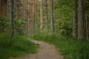 Dense Forest Hiking Path Green Trees