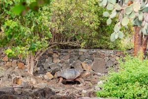 Galapagos Islands Giant Tortoise Marine Iguana