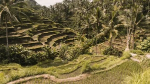 Kyoto Temple Bali Rice Fields Thailand Beach