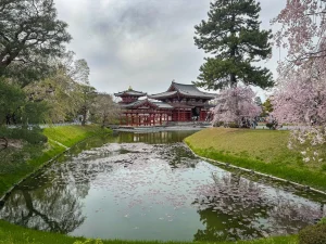 Kyoto Temple Cherry Blossoms