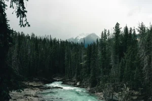 North America National Park Forest