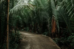 Rainforest Jungle Path