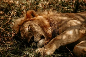 Safari Wildlife Elephant Lion