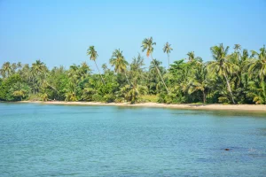 Tropical Island Beach Palm Trees