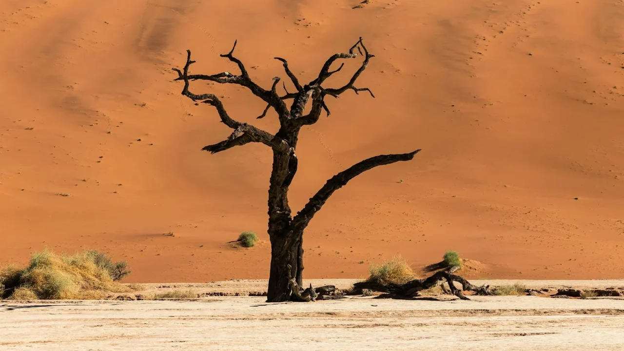 African Safari Desert Landscape