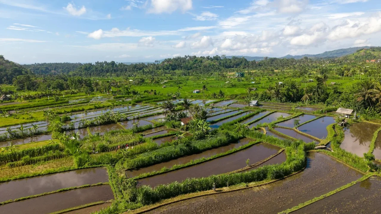 Bangkok Street Bali Rice Fields