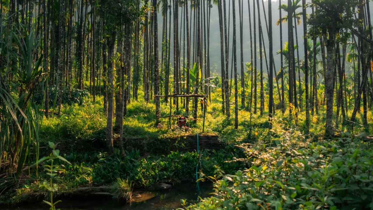 Green Forest Sustainable Tourism