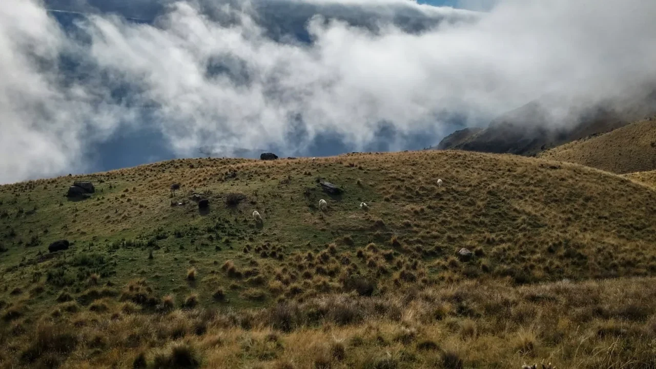 New Zealand Mountains Hiking Sheep Farm