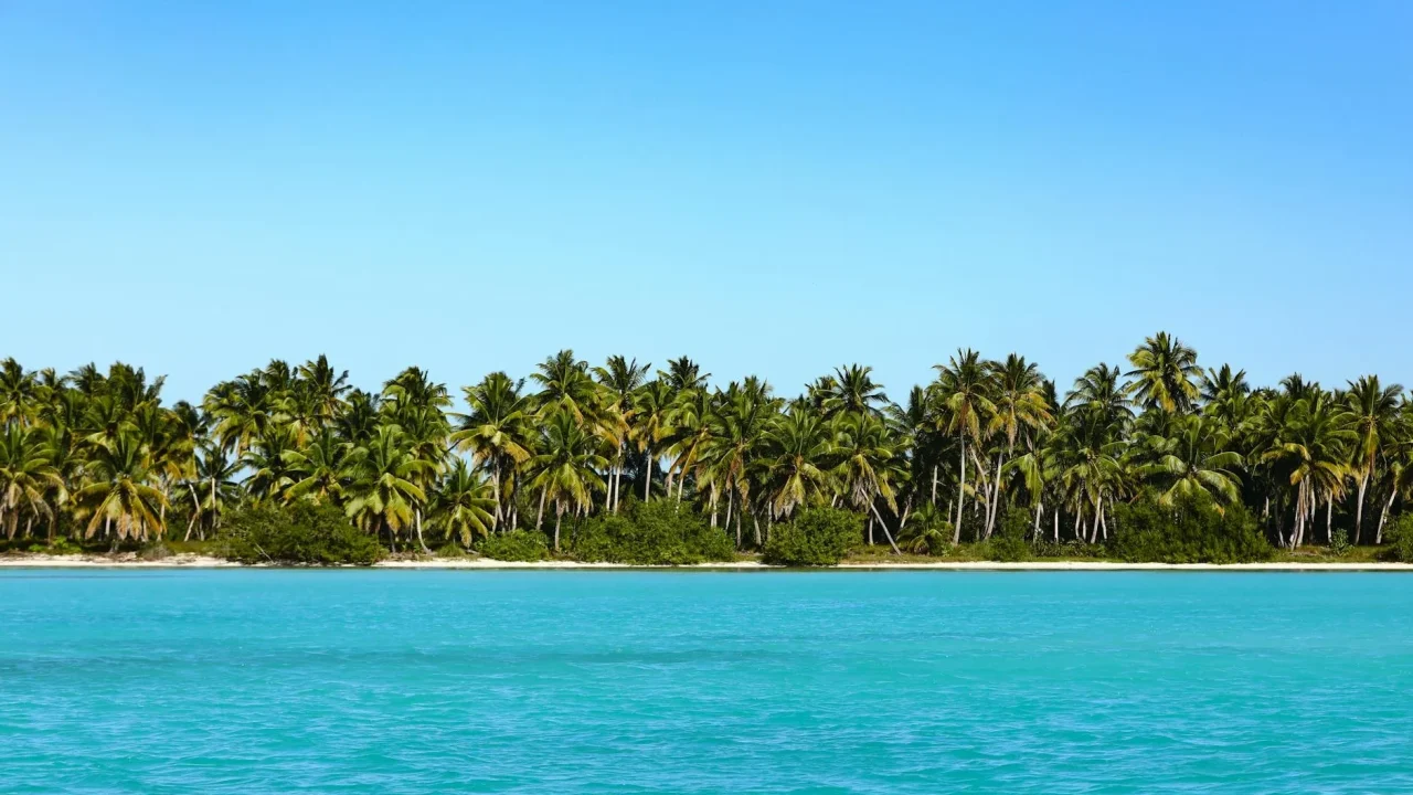 Tropical Beach Palm Trees