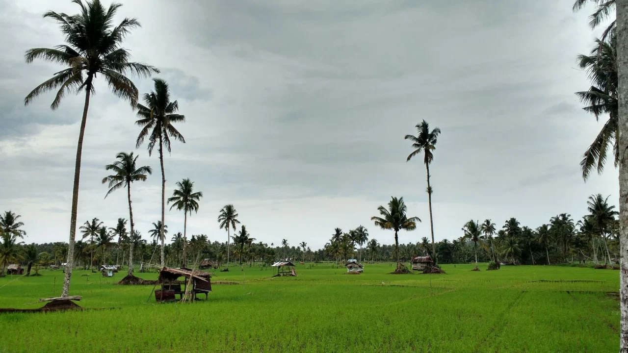 Temple Rice Field Beach
