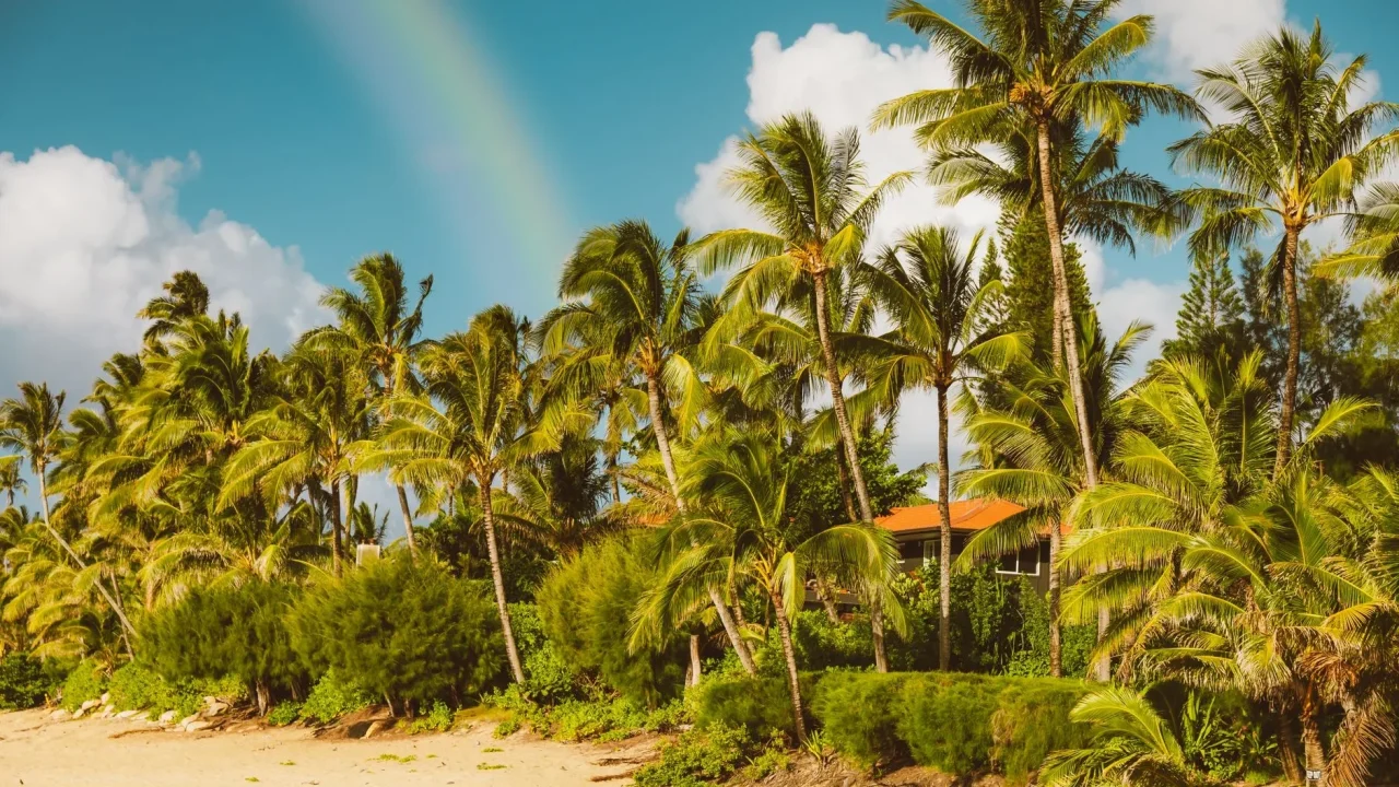 Tropical Beach Palm Trees